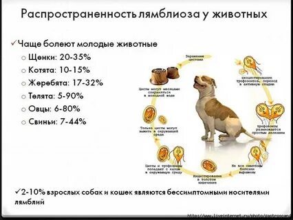 Лямблии у взрослых лечение народными