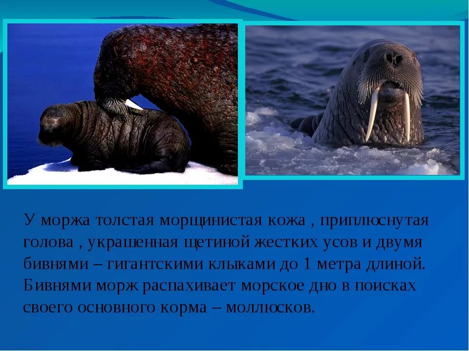 Сообщение о Морже. Морж презентация. Рассказать детям о Морже. Доклад про моржа.