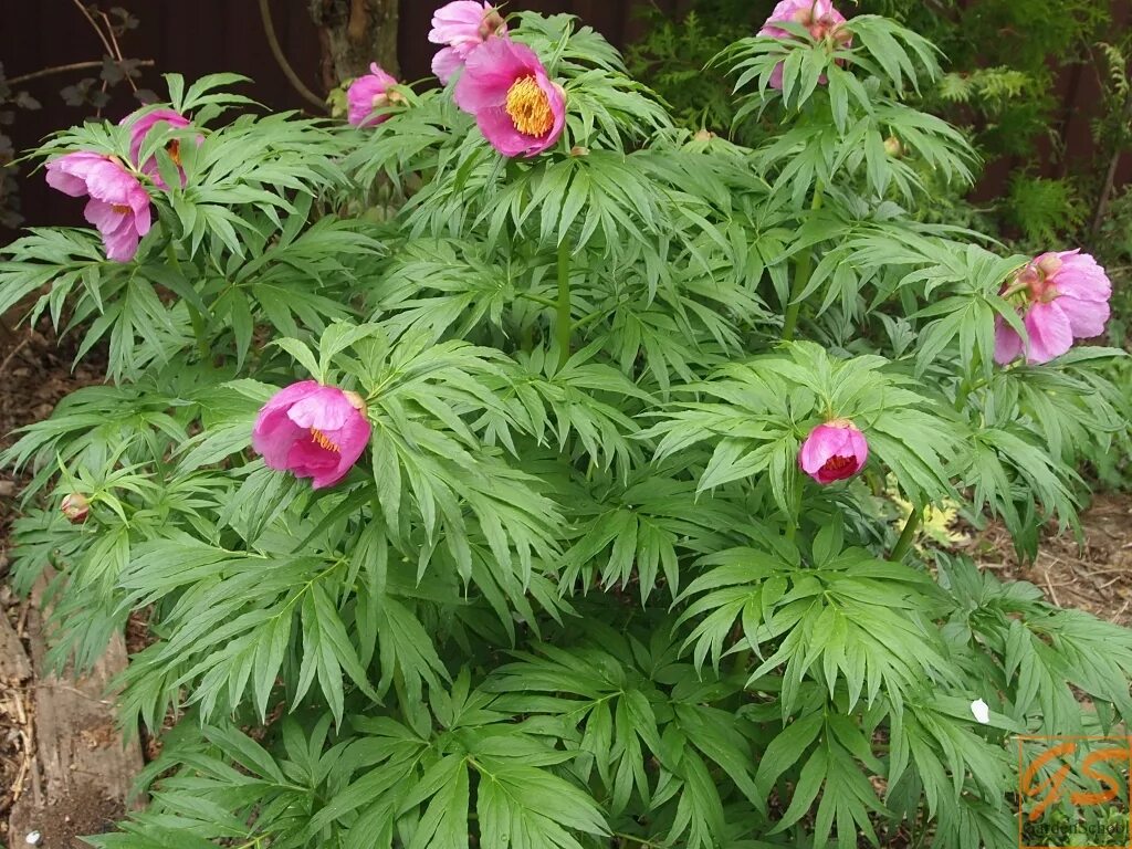 Разновидность пионов фото и названия. Пион уклоняющийся (Paeonia anomala). Пион уклоняющийся Марьин корень. Пион древовидный Марьин корень. Пион Марьин куст.