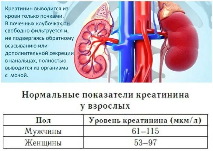 Повышение креатинина. Повышение креатинина ХПН. Показатели почек креатинин. Почки показатели креатинина. Креатинин почки.