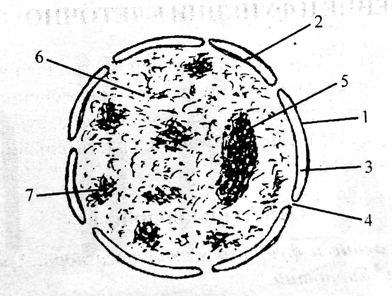 Схема строения ядра клетки. Ядро строение чб. Схема строения интерфазного ядра. Ядро клетки схематический рисунок. Ядро клетки схема