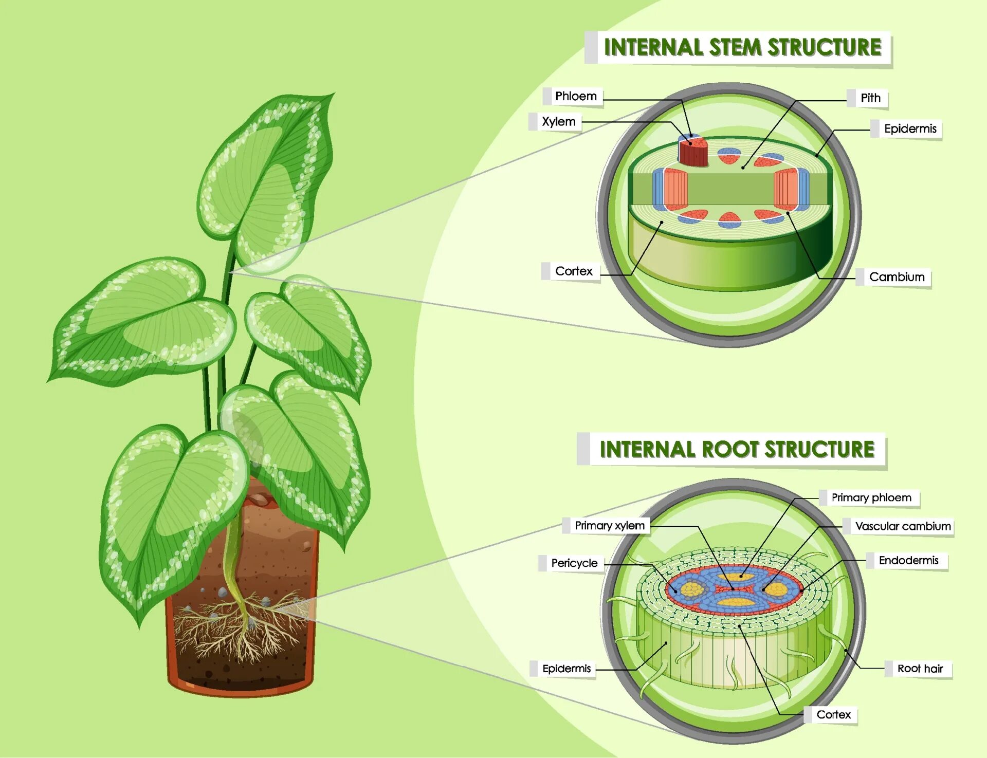 Internal root. Root structure. root stem рисунок. internal structure of the root. the primary structure of the root..