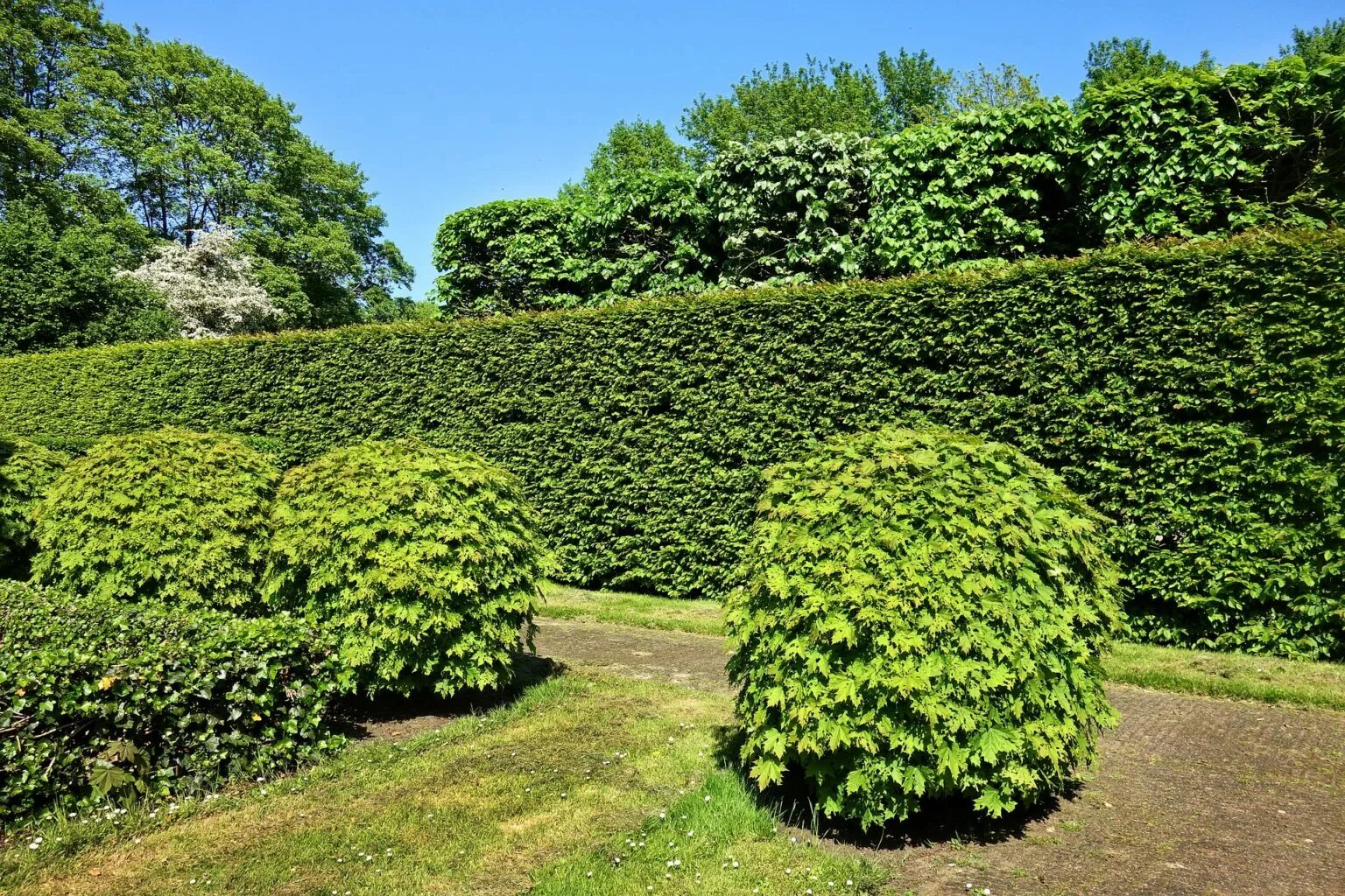 Разные виды кустов