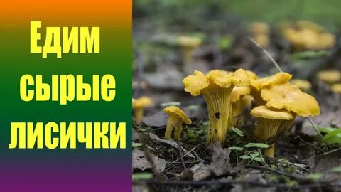 Грибы лисички чем полезны для человека организма