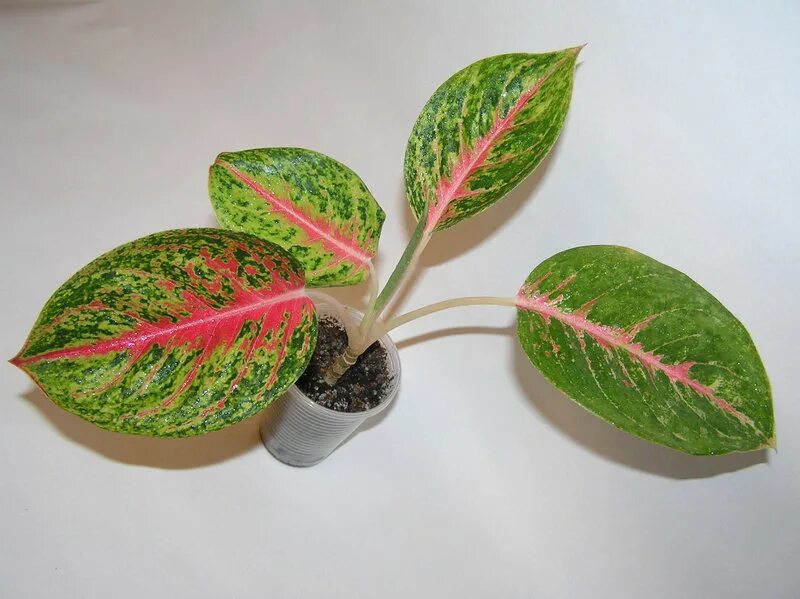 Аглаонема роуз. Аглаонема serm mongkol. Аглаонема семена. Аглаонема anyamanee. Аглаонема роуз.