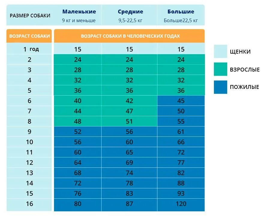 Как посчитать сколько собаке. Возраст собаки по человеческим годам 1 год. Сколько лет собаке по человеческим меркам 2 года. Возраст собаки по человеческим меркам таблица той. 13 Лет собаке по человеческим меркам сколько это лет таблица.