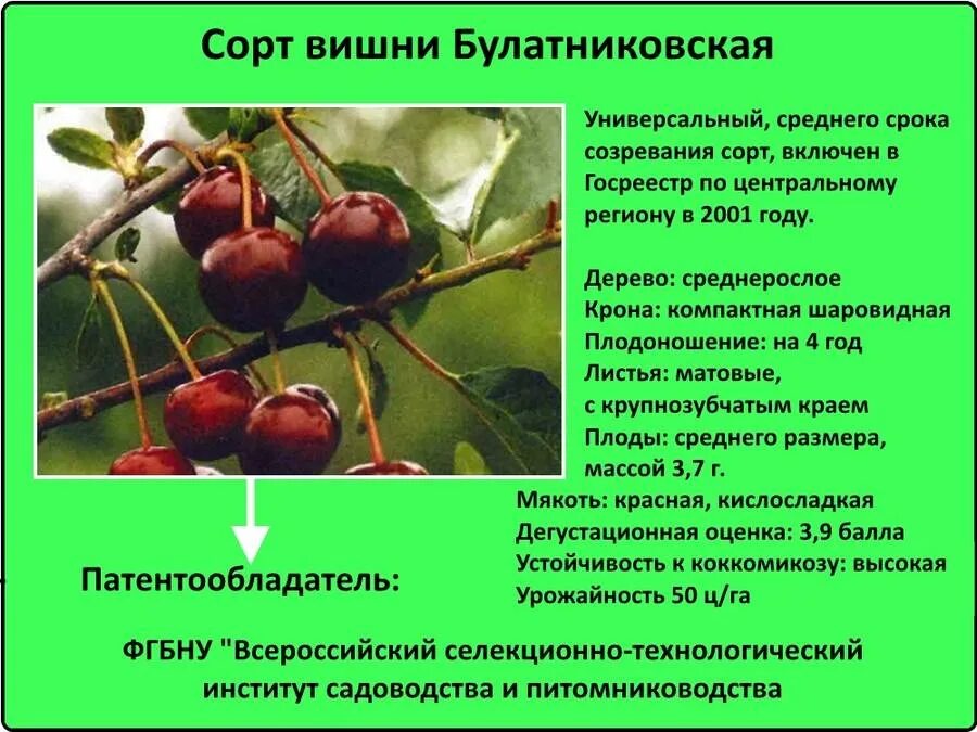 Через сколько плодоносит черешня. Черешня Чермашная описание сорта. Вишня Булатниковская описание сорта. Вишня средний сорт. Сорт вишни родительская.