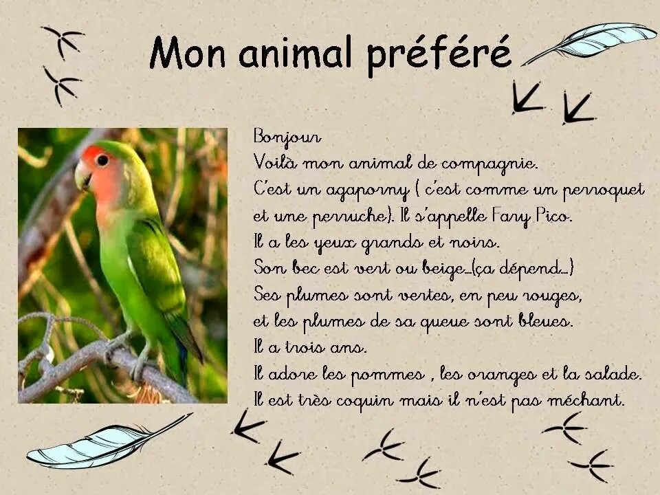 факты о попугаях для детей. загадка про попугая на английском. дети волнистых попугаев. попугаеобразные птицы представители. длина попугаев.