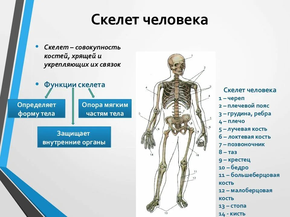 Отделы скелета. Отделы скелета человека анатомия. Возрастная анатомия презентация. Общий обзор скелета человека.