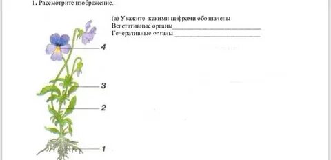 Генеративные органы растений тесты 6 класс