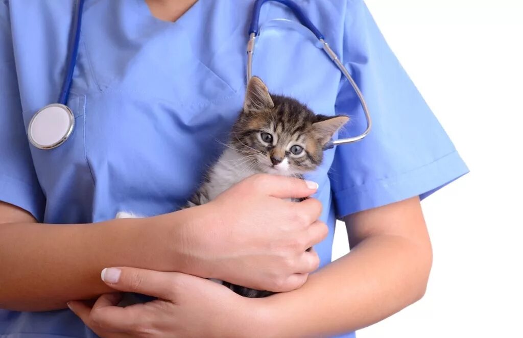 Ветеринар котят. Кот у ветеринара. ветеринар с кошкой. кошка в ветеринарке. котенок на руках ветеринара.