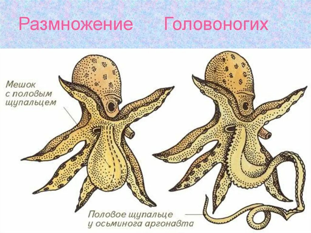 Класс головоногие симметрия. Осьминог аргонавт размножение. головоногие моллюски аргонавт. половая система головоногих моллюсков. осьминог аргонавт спаривание.
