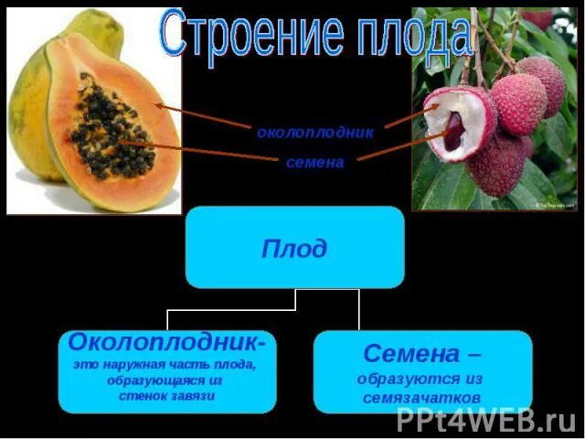 Околоплодник. Строение плода околоплодник. Строение околоплодника. Околоплодник и семя. Семена не защищены околоплодником это голосеменные