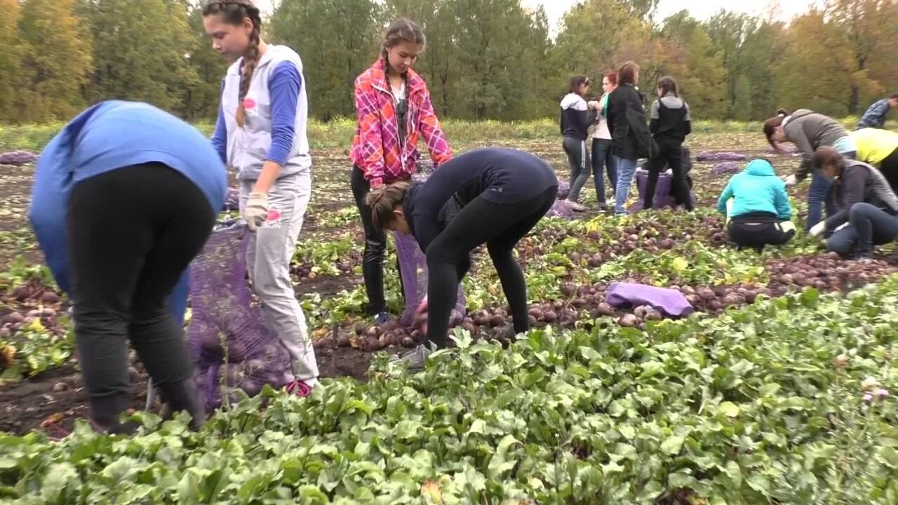 Лена полола первую грядку 1 3 ч