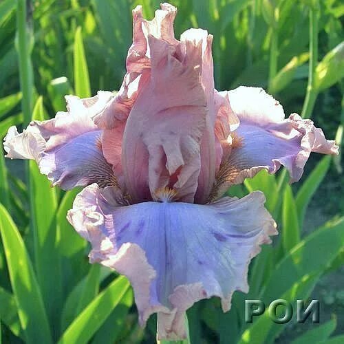 ирисы рябых 2021. ирис анри бергсон. ирис императрица рябых. ирис астролоджи. ирисы ольги рябых.