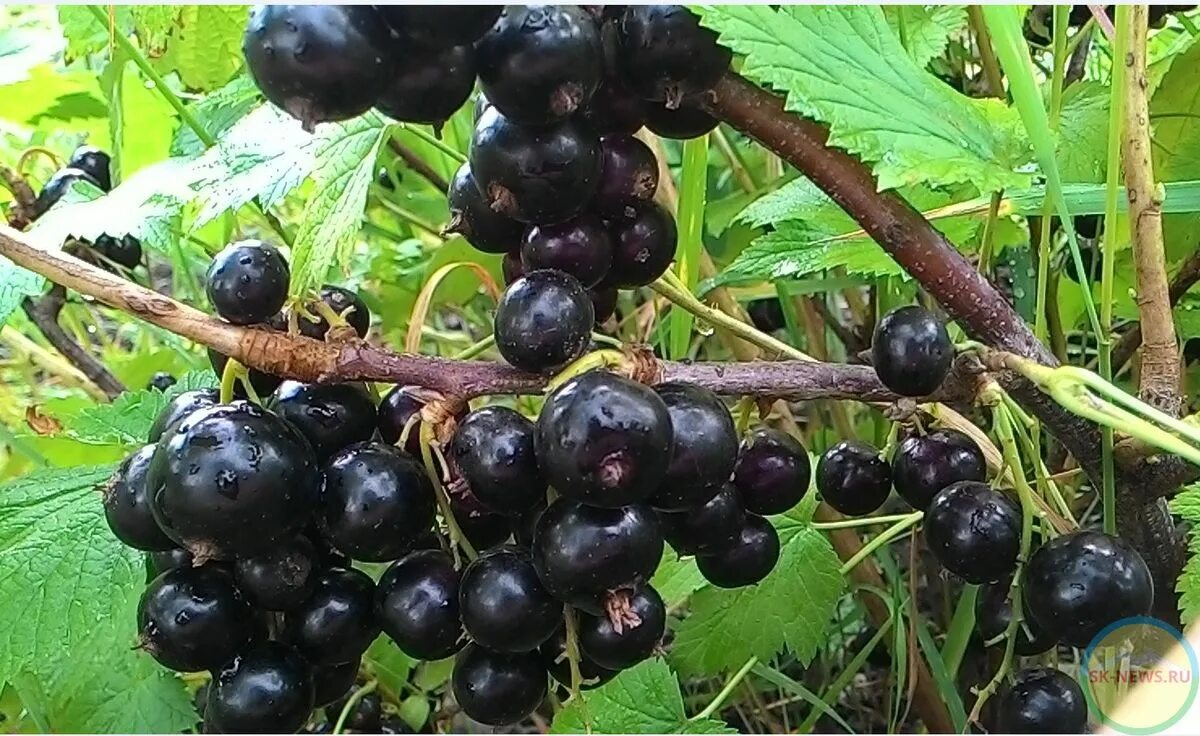 Самая лучшая черная смородина. Смородина дикуша Охта. Смородина Пигмей куст. Охта Алданский виноград смородина-дикуша Якутский виноград. Смородина дикуша гибриды.