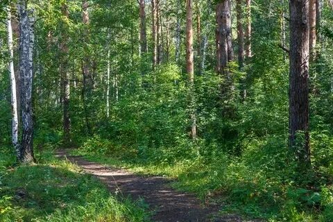 Лесной отдел