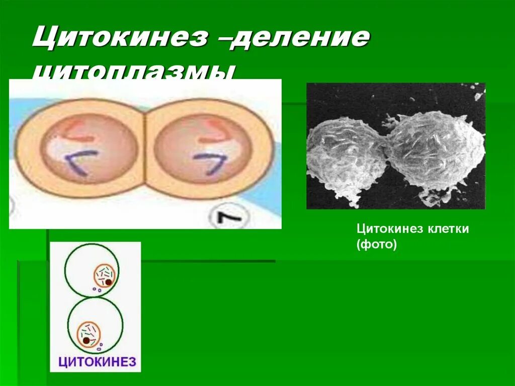 Цитокинез. Деление клетки. Деление цитоплазмы клетки. Деление цитоплазмы митоз. Митоз прямое деление клеток