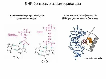 Днк связывающие белки функция