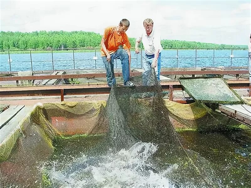 Рыба на Рефтинском водохранилище. Рефтинский пруд рыбалка. Рефтинский водоем. Рефтинский рыбхоз