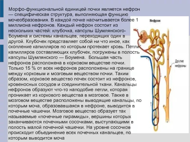 Функция капсулы нефрона почки. Почечные канальцы строение. Строение почки каналец нефрона. Основная функция почечных канальцев. Клетки нефронов почек