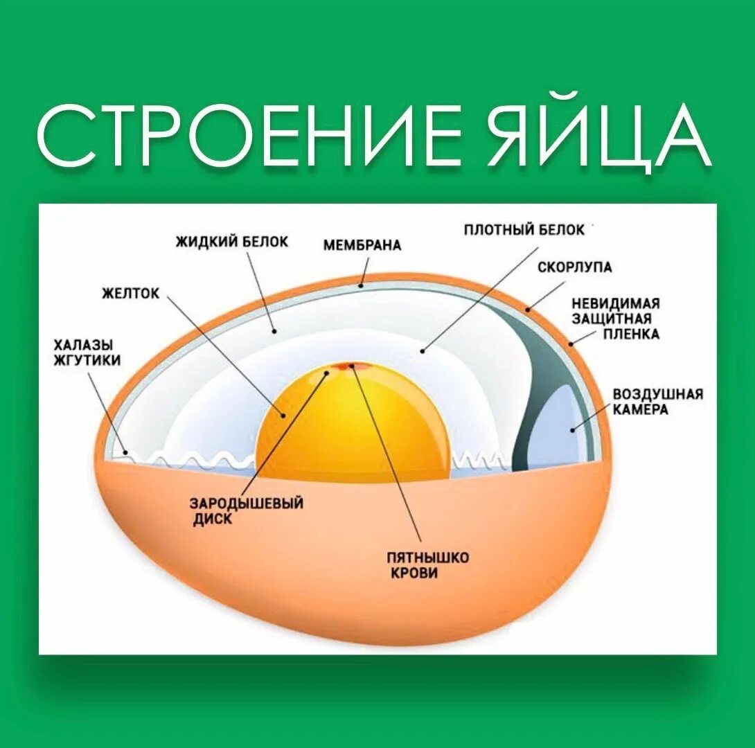 Функции оболочек яйца. Строение яйца скорлупа желток белок. Строение скорлупы яйца птицы. Схема строения куриного яйца рисунок. Схема строения яйца птицы.