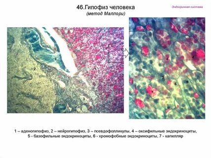 Фолликулы гипофиза