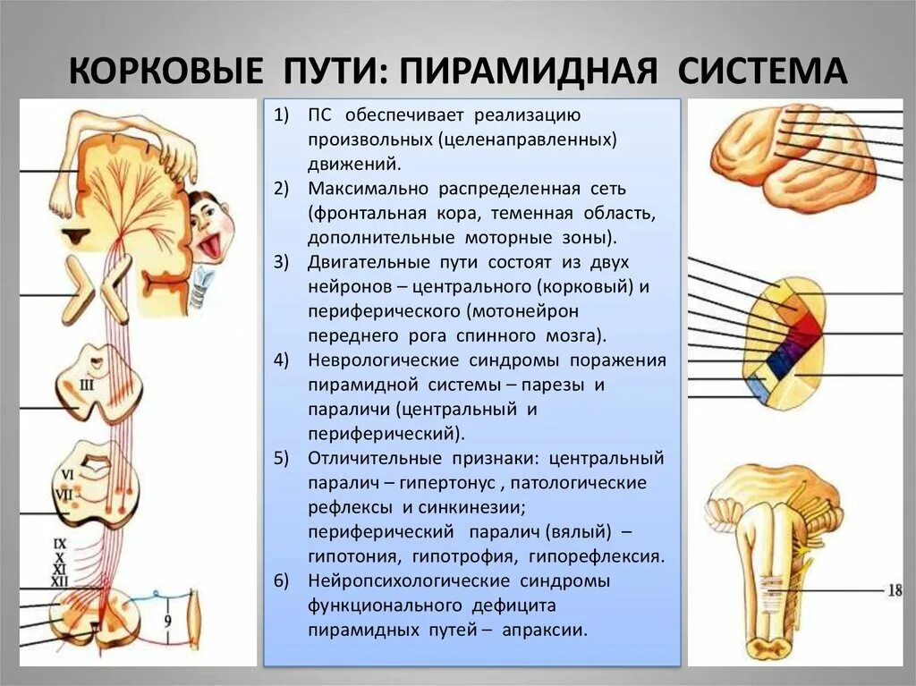 Поражение двигательного нерва. Пирамидный путь неврология схема. Поражение пирамидной системы неврология. Пирамидный анализатор неврология. Пирамидный путь нервной системы неврология.