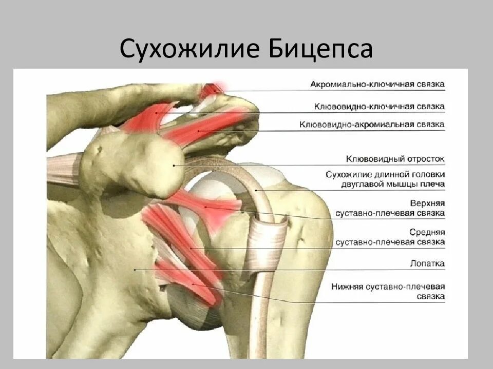 Плечевые связки