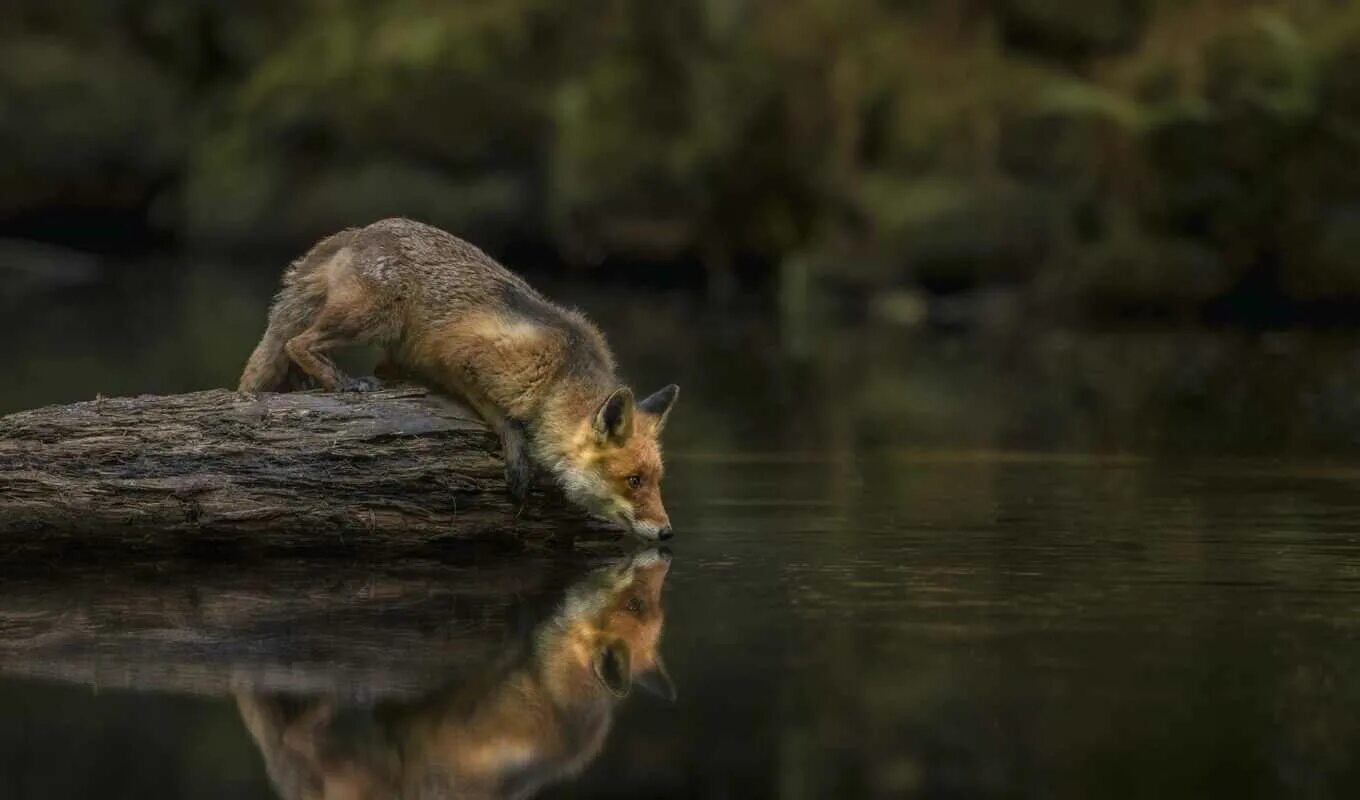 Лиса у реки. Лиса у реки. Кит акварелью. Лиса с добычей. Water fox.