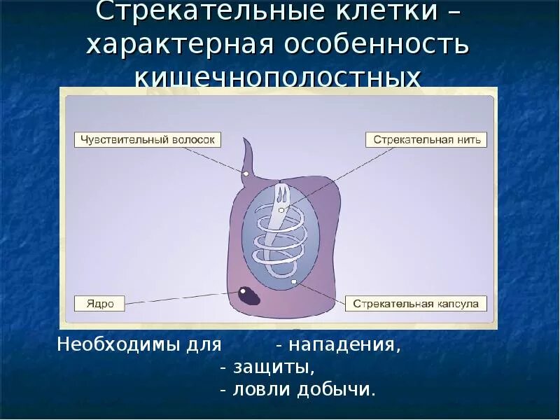 Стрекательные клетки находятся у гидры в. Стрекательные клетки. стрекательные клетки функции. строение стрекательной клетки. стрекательные клетки кишечнополостных.