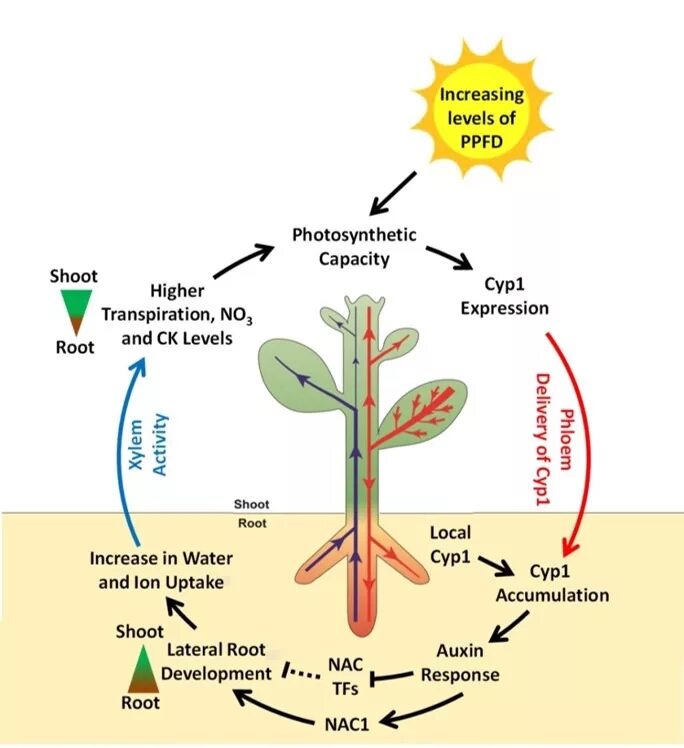 L System растения. Vascular System of Plants feature. WCS растений. Chemical coordination in Plants.