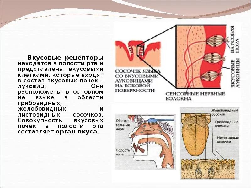 Полости рта рецепты. Рецепторы ротовой полости. Вкусовые рецепторы расположены. Вкусовые рецепторы ротовой полости. Вкусовые рецепторы на языке.