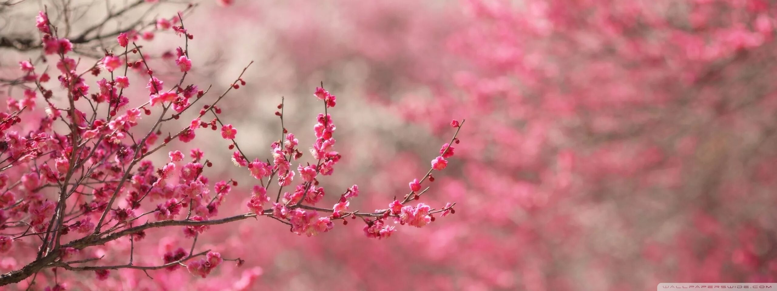 Big blossom. Весенний фон. Сакура.