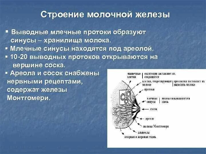 Млечные железы функции. Выводные протоки молочных желез. Строение молочной железы. Строение молочной железы протоки. Строение выводного протока молочной железы.