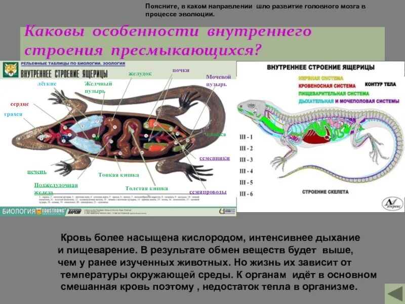 Жизнедеятельность ящерицы. Пресмыкающиеся 7 класс биология внешнее строение. Внутреннее строение ящерицы 7 класс биология таблица. Внутреннее строение пресмыкающихся 7 класс биология. Пресмыкающиеся внешнее строение 7.