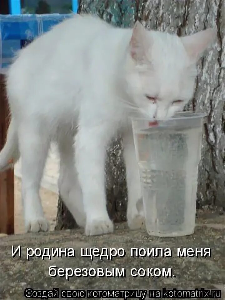 берёзовый сок сок. поила меня березовым. день березового сока праздник. березовый сок с мякотью прикол. и родина щедро поила меня.