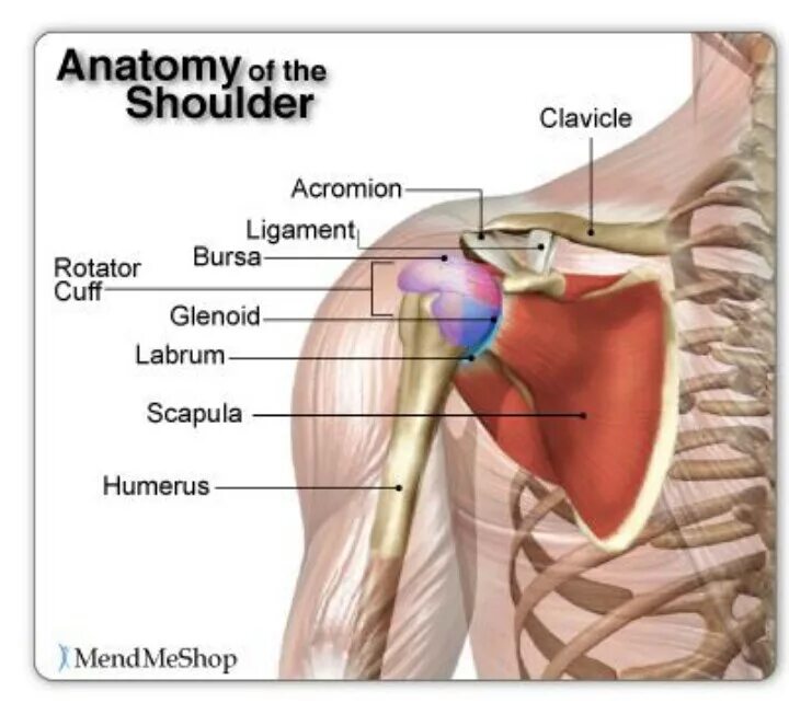Анатомия плечевого сустава. Анатомия плеча мышцы связки сухожилия. Связки плечевого сустава анатомия человека. Мышцы плечевого сустава человека и связки анатомия. Гленоид плечевого сустава анатомия.
