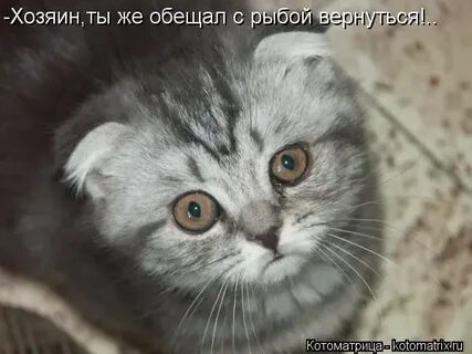 Хозяин вернувшись