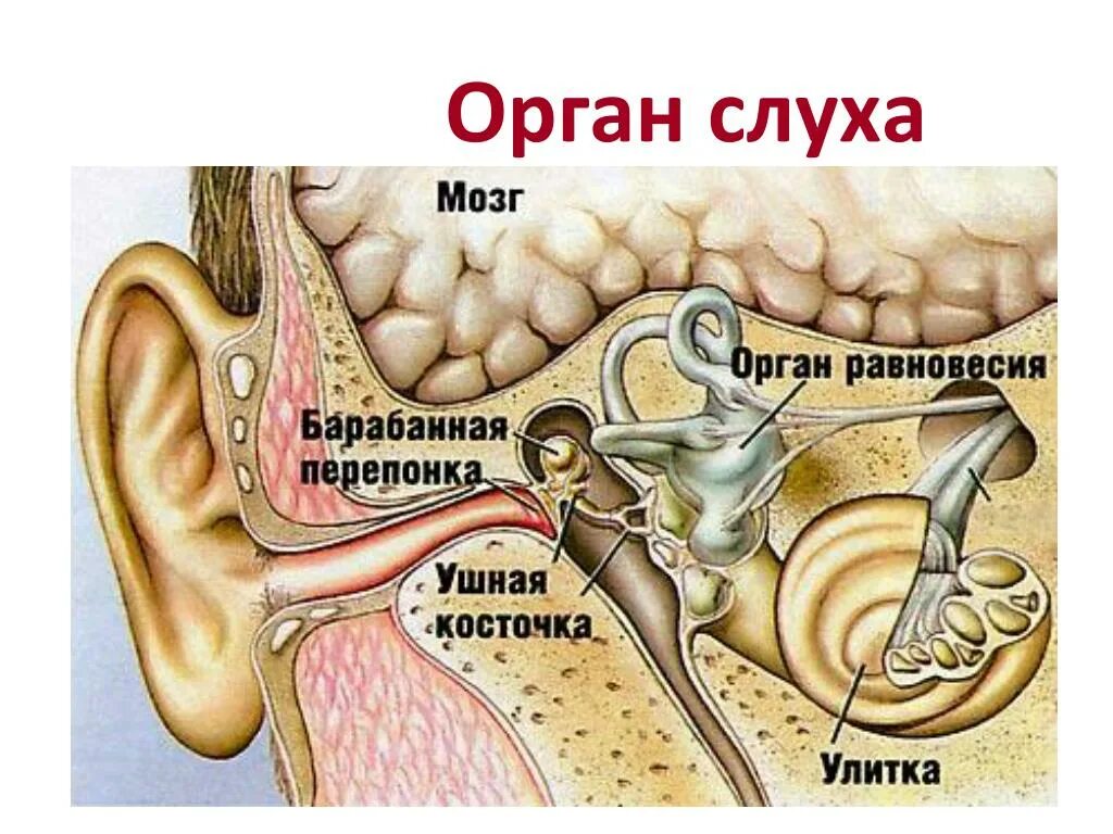 Вестибулярный аппарат мозг. Строение уха человека вестибулярный аппарат. Ухо орган равновесия. Ухо вестибулярный аппарат. Орган слуха и равновесия ухо.