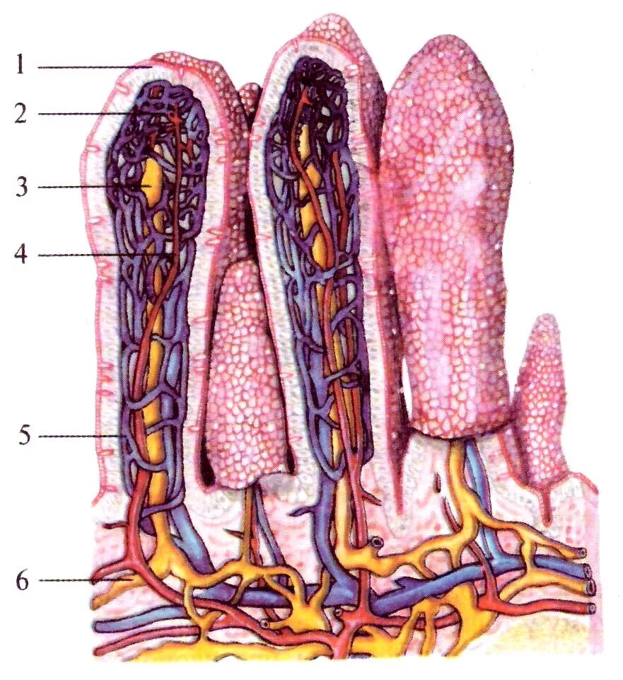 Ворсинки тонкого кишечника анатомия. Строения ворсинки слизистой оболочки тонкой кишки. Слизистая оболочка тонкого кишечника строение. Кишечные ворсинки тонкой кишки анатомия. Строение ворсинок слизистой оболочки