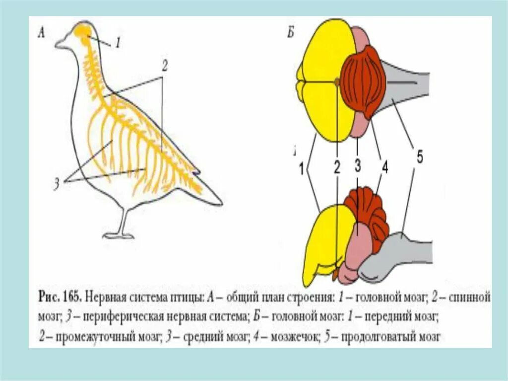 Нервная система птиц схема. Строение нервной системы птиц. Нервная система птиц 7 класс биология. Нервная система система птиц.