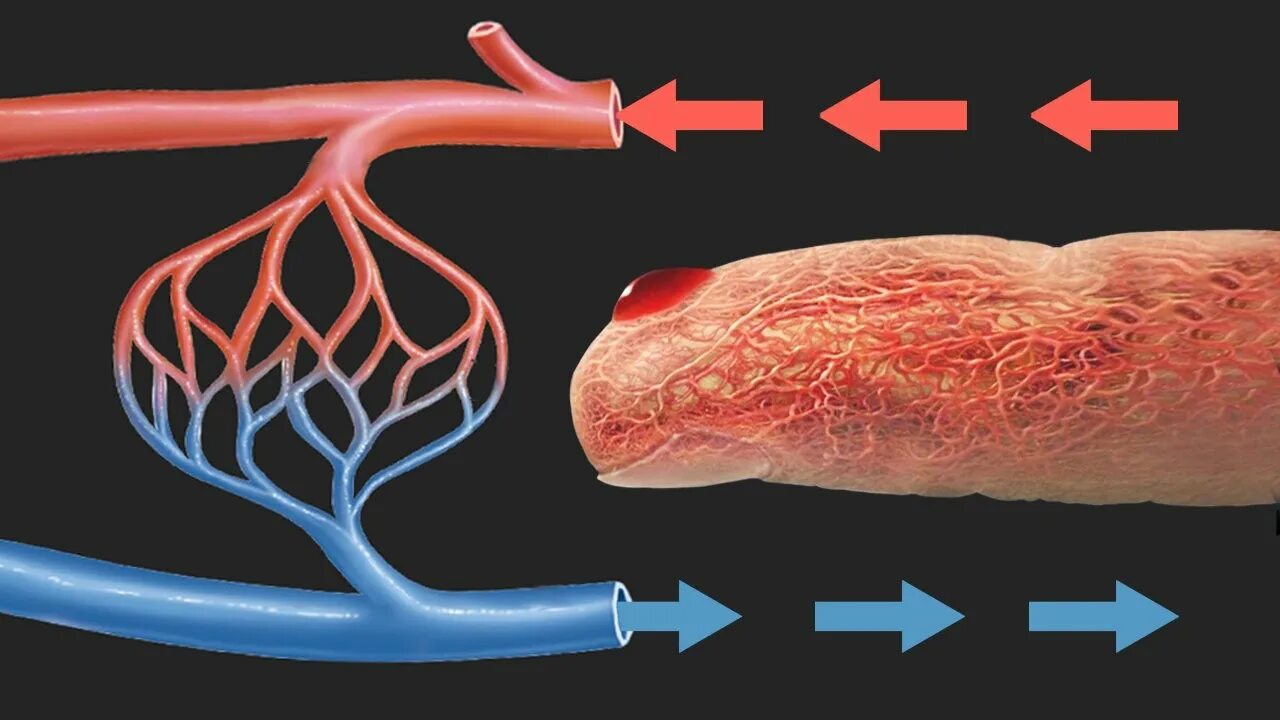 Почему из члена кровь. Кровеносная система артерии вены капилляры. Сосуды артерии вены капилляры. Капиллярные кровеносные сосуды.