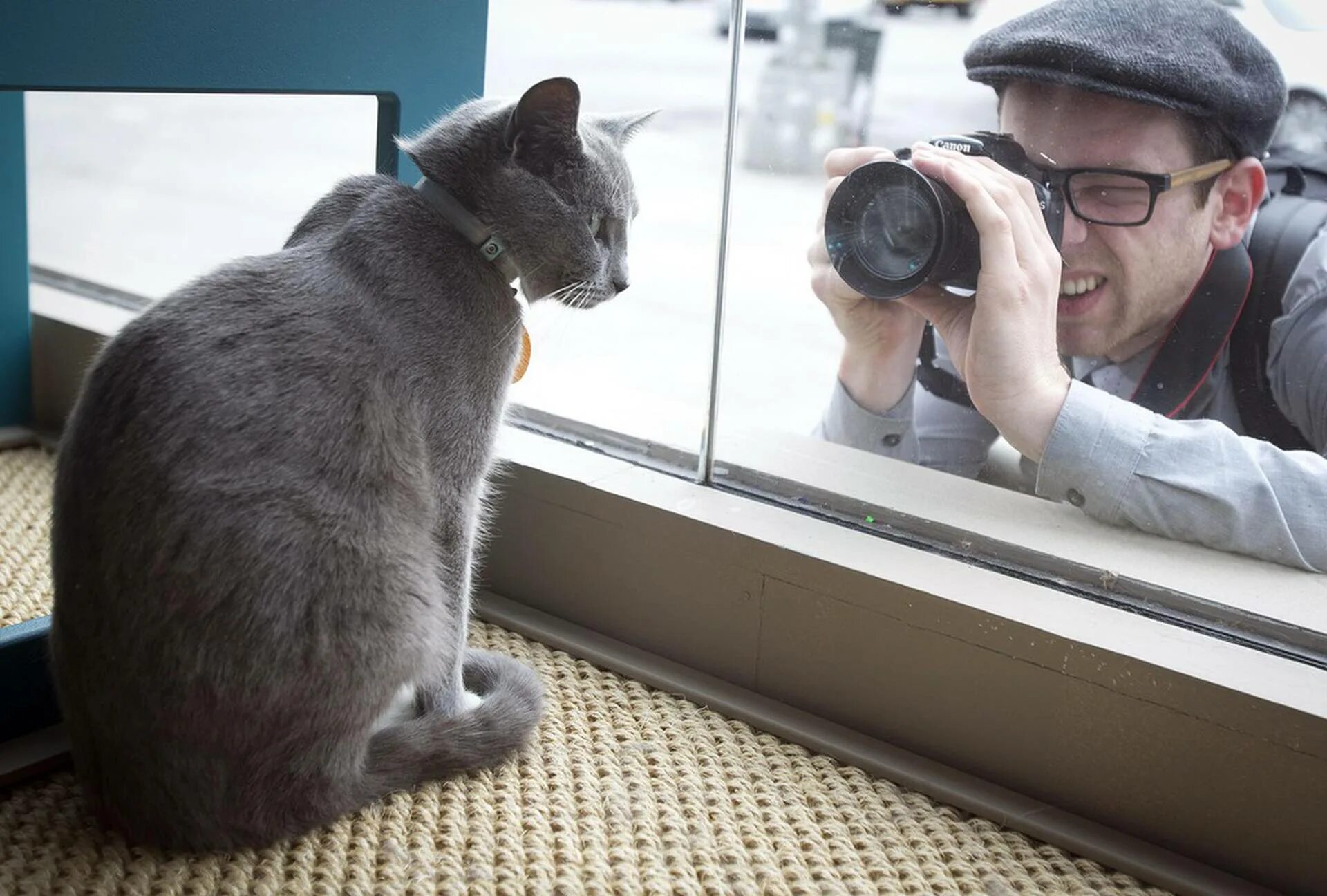 Милые котята. Как красиво сфоткать котят. Сфотографированная кошка. Котята в коробке. Как красиво сфотографировать котят.