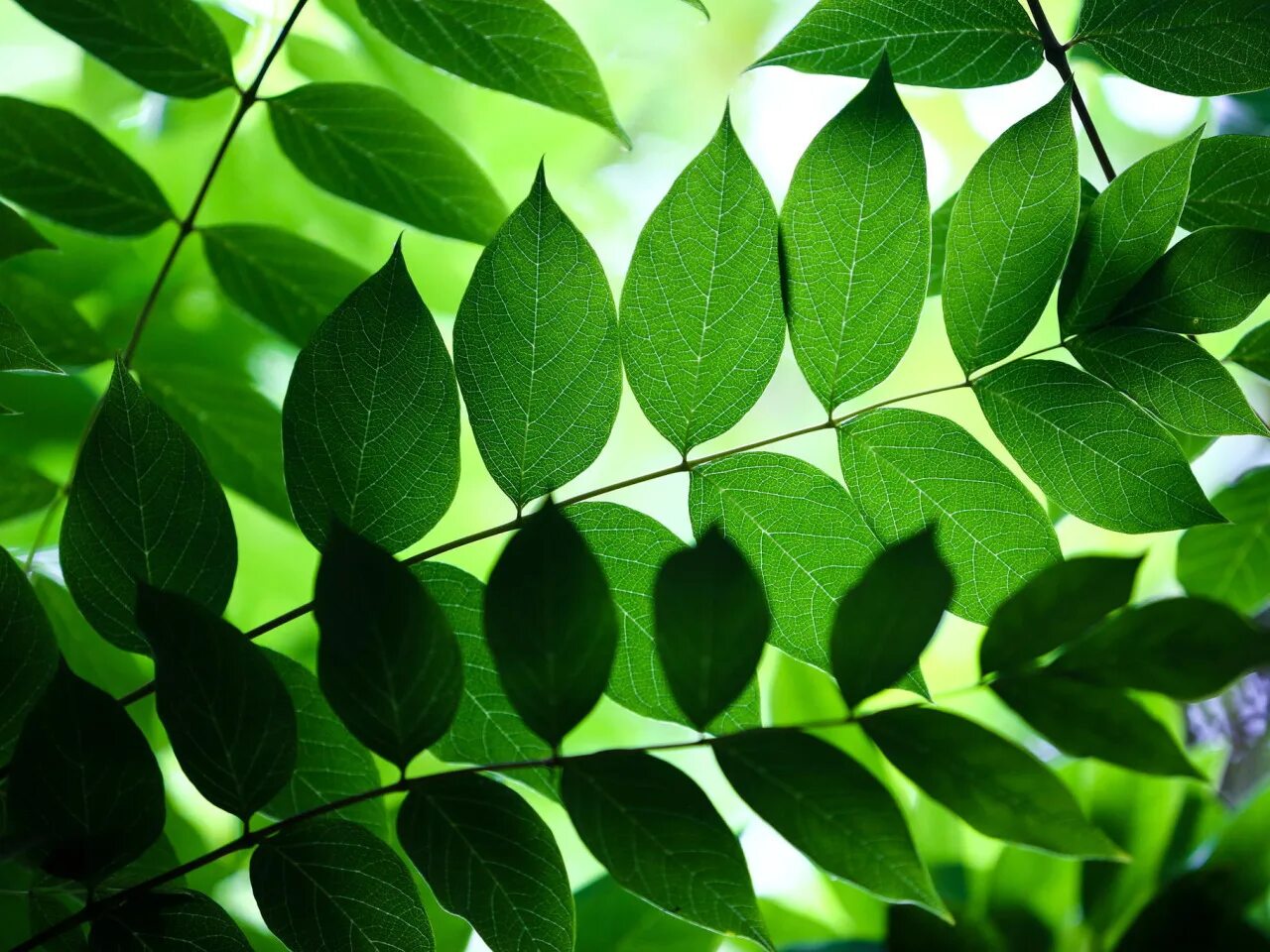 Сайт leaves. Сайт leaves. Зеленые листочки. Листва деревьев. Листок на ветке.