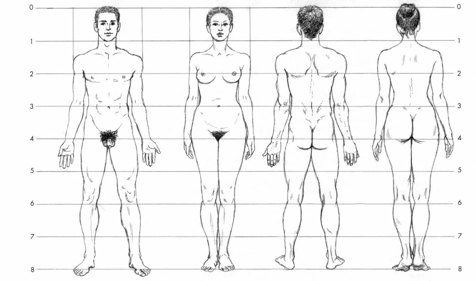 Полная информация о профиле человека. Тело человека карандашом. Пропорции мужского и женского тела. Пропорции тела мужчины и женщины. Тело мужчины и женщины рисунок.