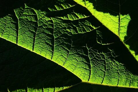 Other leaf