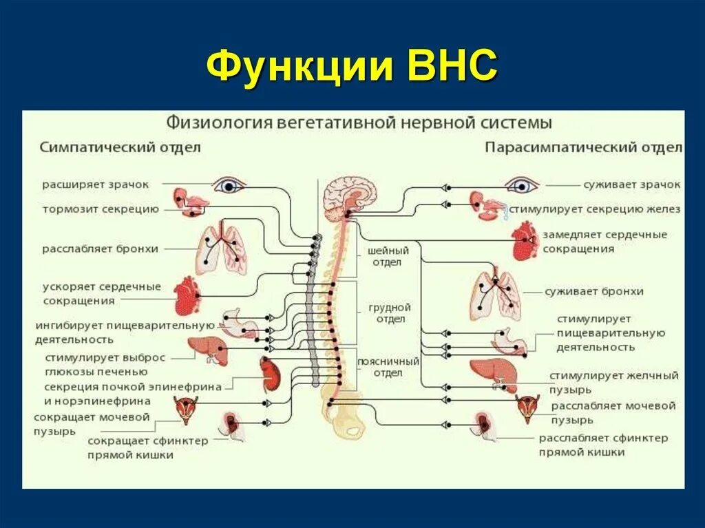 Действия симпатического и парасимпатического отделов. Симпатическая и парасимпатическая нервная система таблица. Парасимпатическая нервная система. Парасимпатический отдел вегетативной нервной системы. Парасимпатическая НС функции.