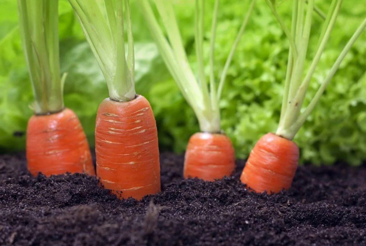 Морковь в черноземье. Сабзи экиш. Морковь Парижская Каротель. Морковь на грядке. Морковь в огороде.