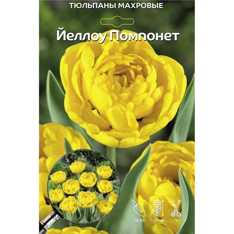Йелоу Помпонет (Yellow Pomponette) луковицы тюльпана De Ree Holland купить, цена